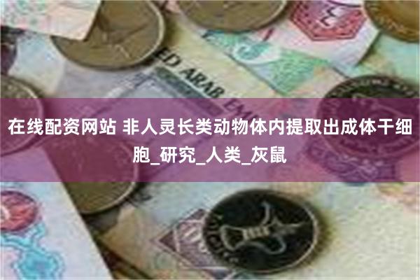 在线配资网站 非人灵长类动物体内提取出成体干细胞_研究_人类_灰鼠